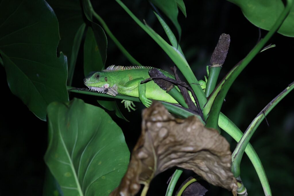 Leguanen in Suriname