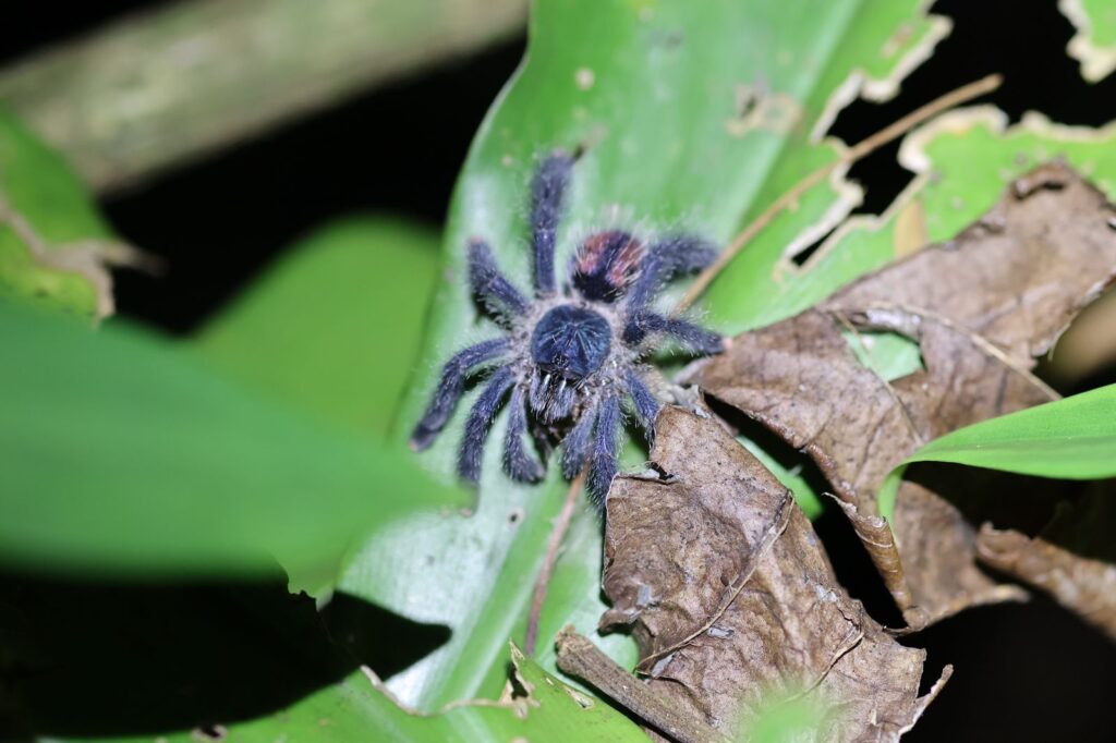 Pinktoe Tarantula