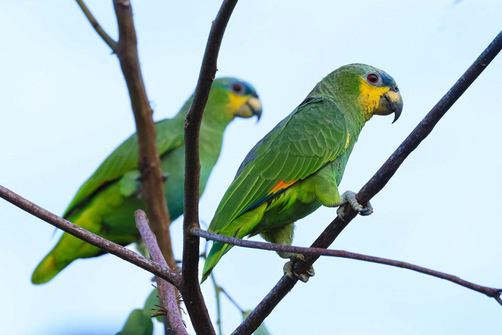 Papegaaien in Suriname