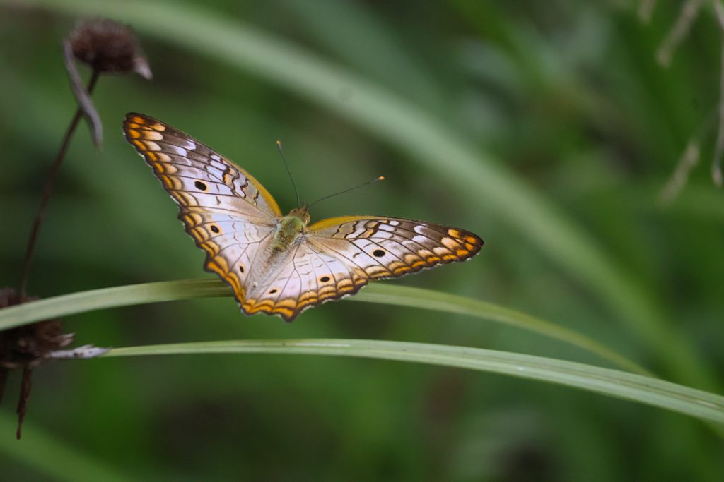 Vlinders in Suriname 2