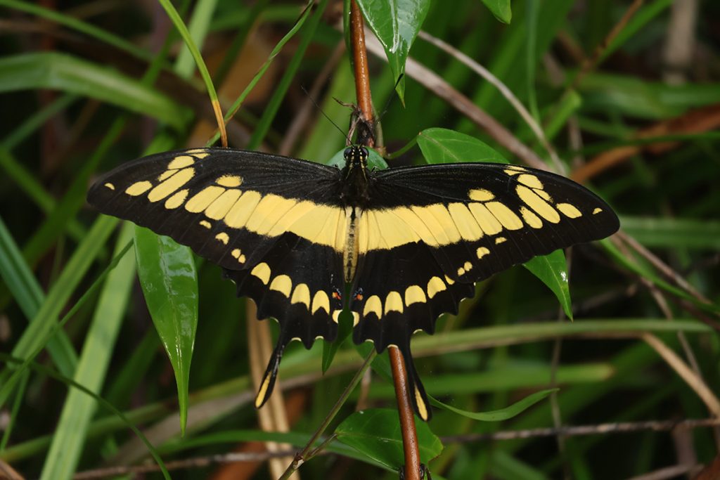 Vlinders in Suriname