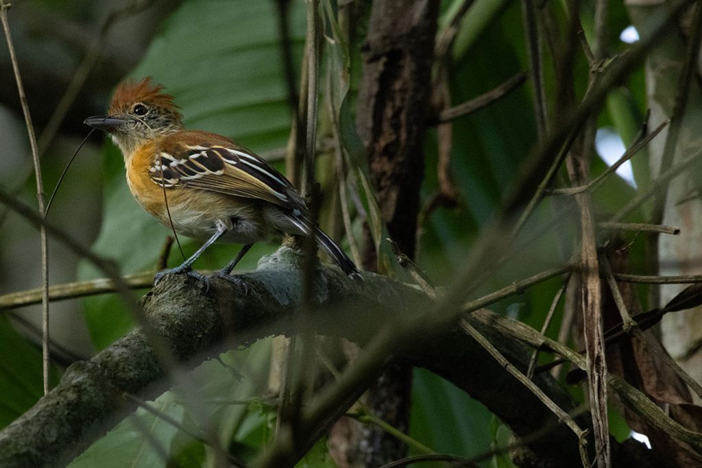 Vogels in Suriname 2