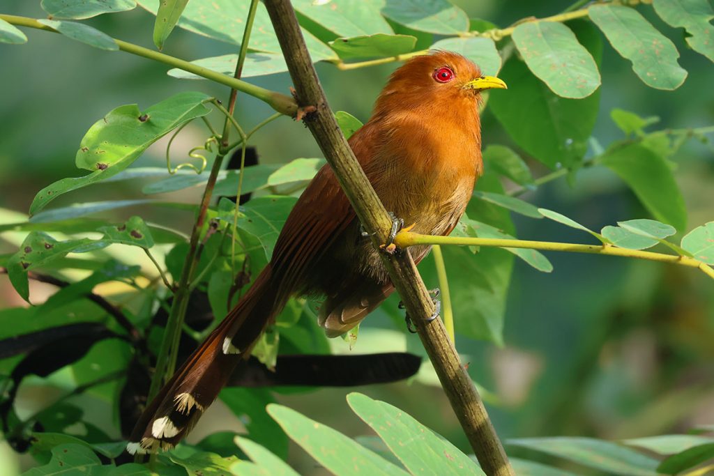 Vogels in Suriname 4