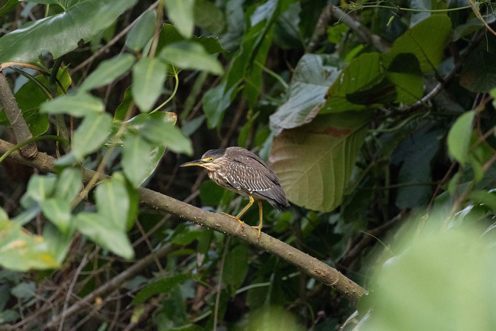Vogels in Suriname